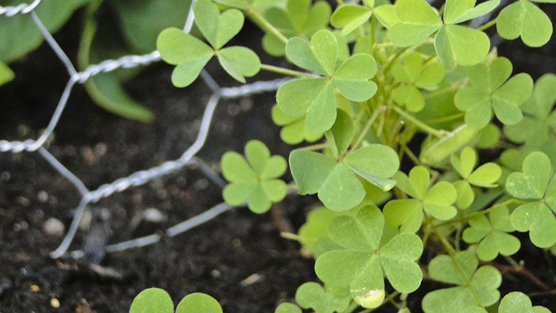 a clover plant potected by chicken wire