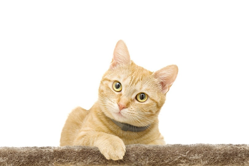 Yellow shop female cat