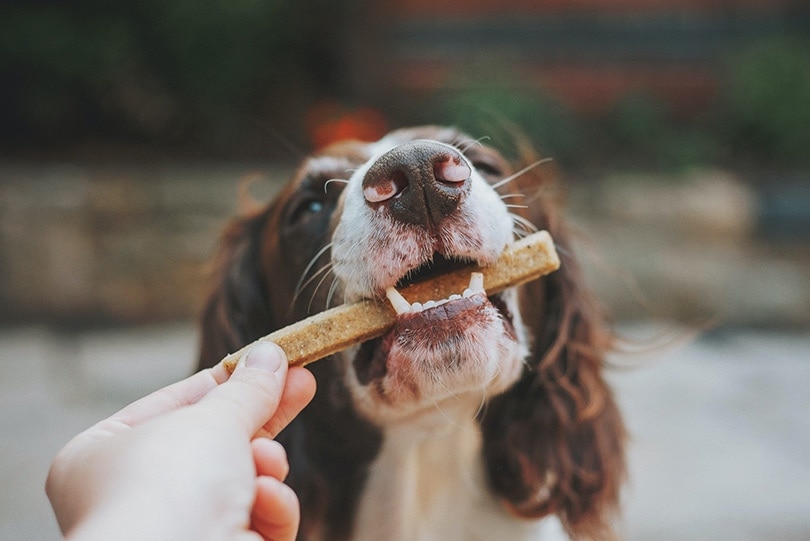 a dog biting a treat