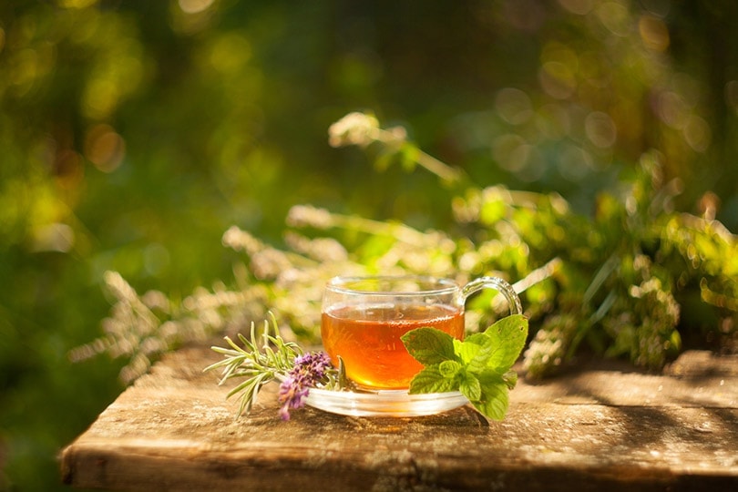 a glass of catnip tea