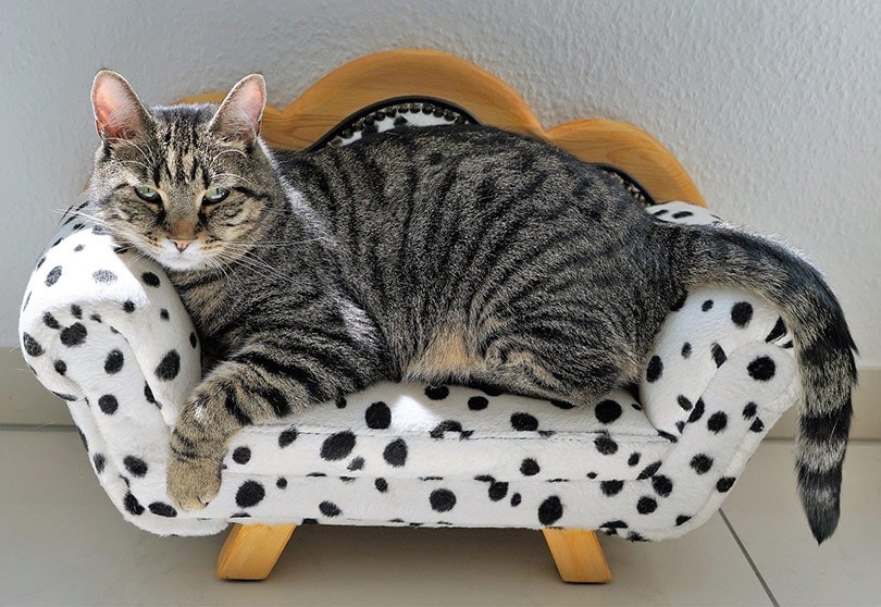 a gray tabby cat lying on a cat couch
