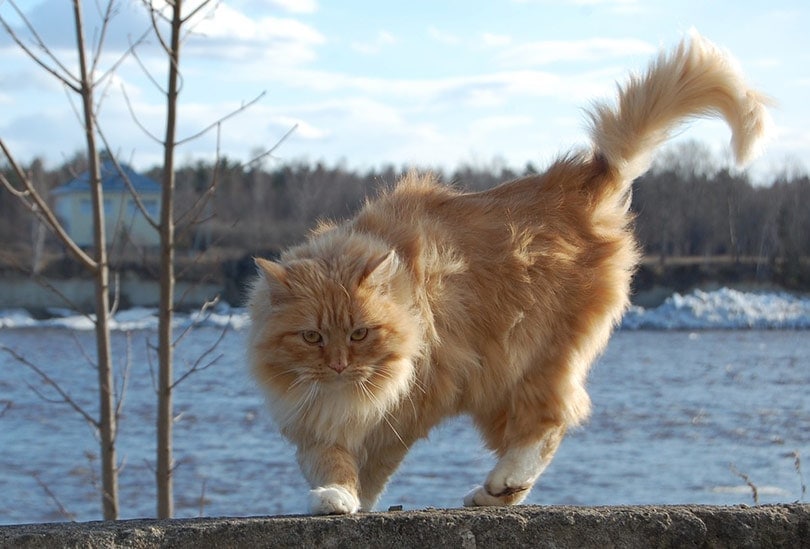 a long haired yellow tabby cat walking on a cemented fence