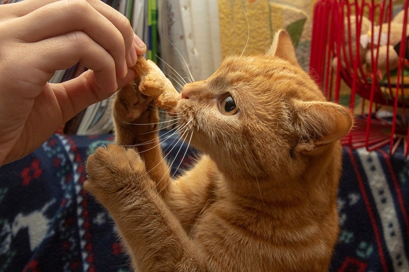 a red tabby cat eating a cookie