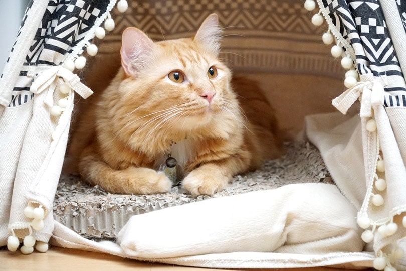 a red tabby cat lying in the tent