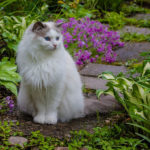 a white cat sitting on a path between flower beds