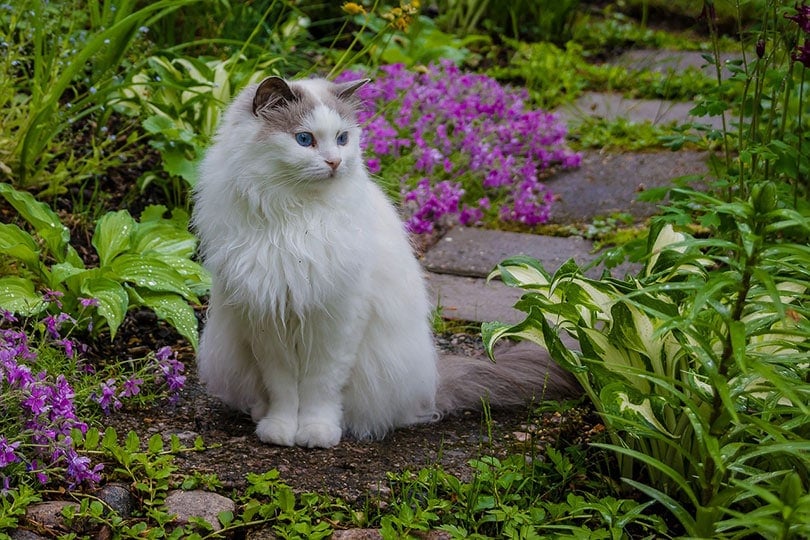 a white cat sitting on a path between flower beds