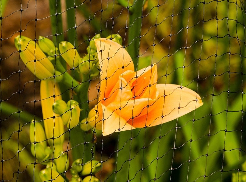 a yellow flower in a bird net