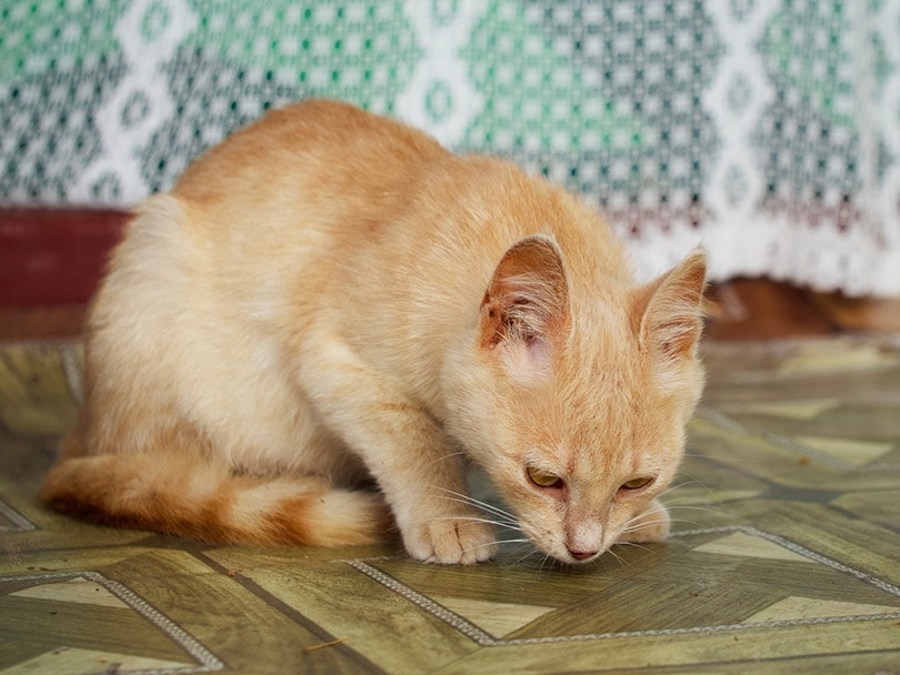 một con mèo mướp đỏ non đánh hơi sàn nhà