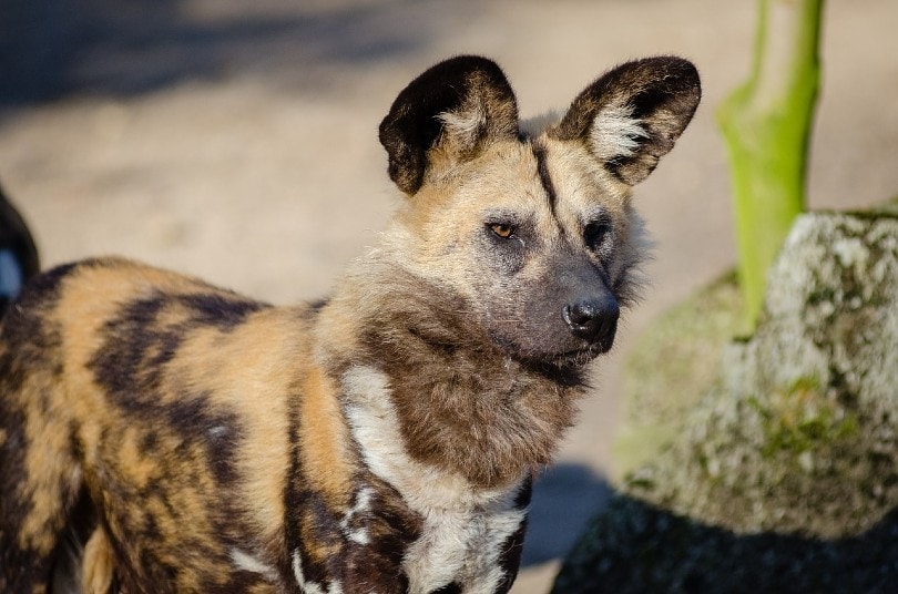 can african wild dogs be tamed