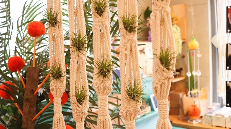 air plants in aesthetic holders
