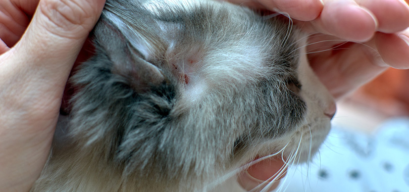 allergic skin diseases in a domestic cat