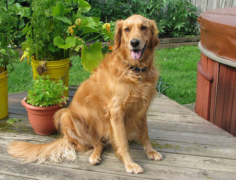 american golden retriever sittingh on patio