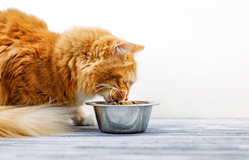 an orange cat eating food from a bowl