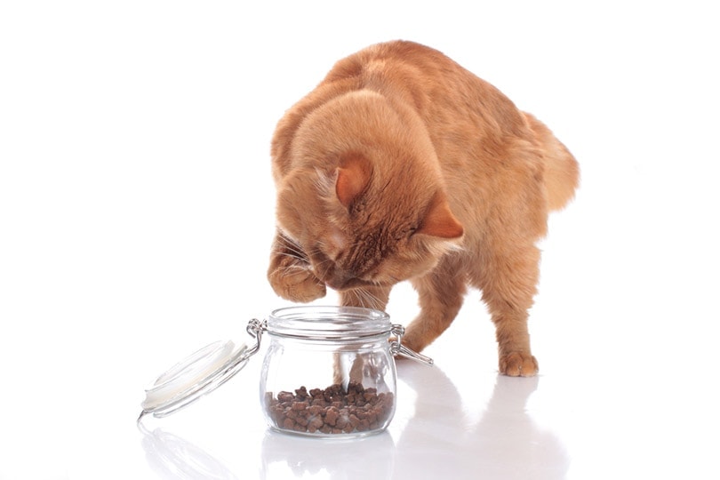 an orange domestic cat tries to get treats out of a glass