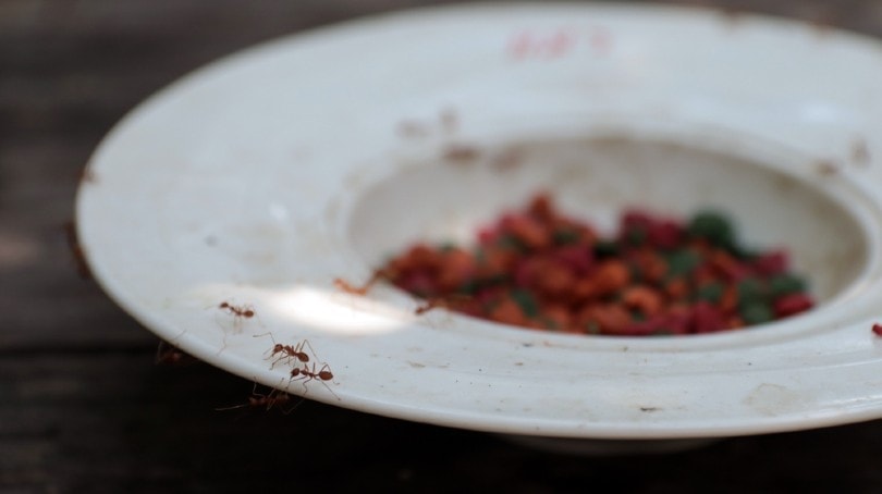 ants on feeding bowl with cat food