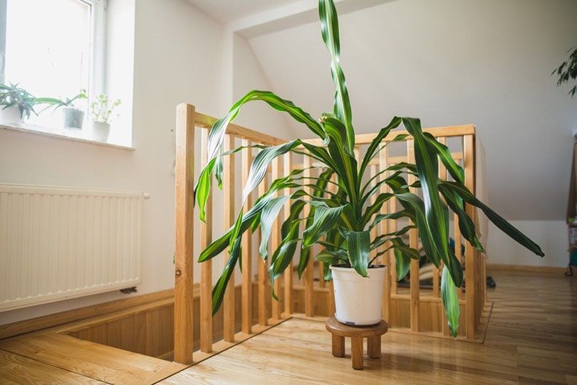 big corn plant at home