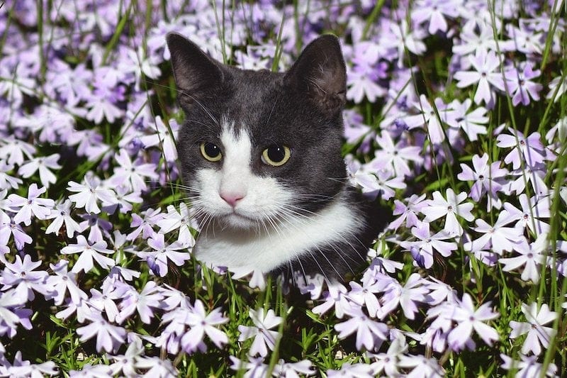 black and white cat in a field of purple flowers