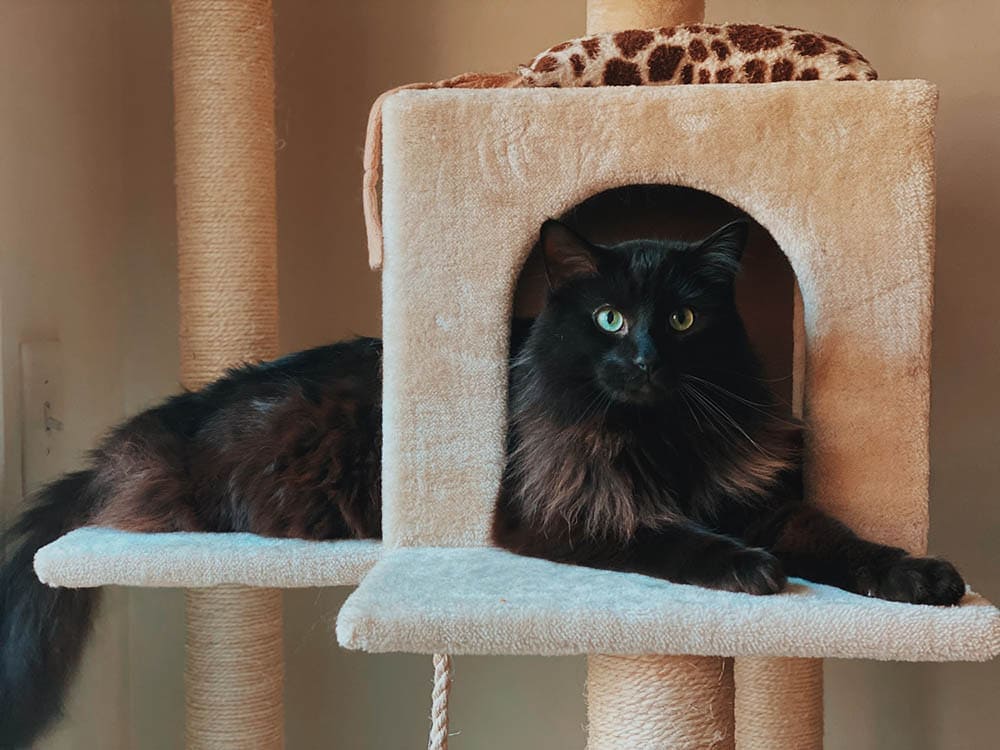 black cat on a cat tree with condo