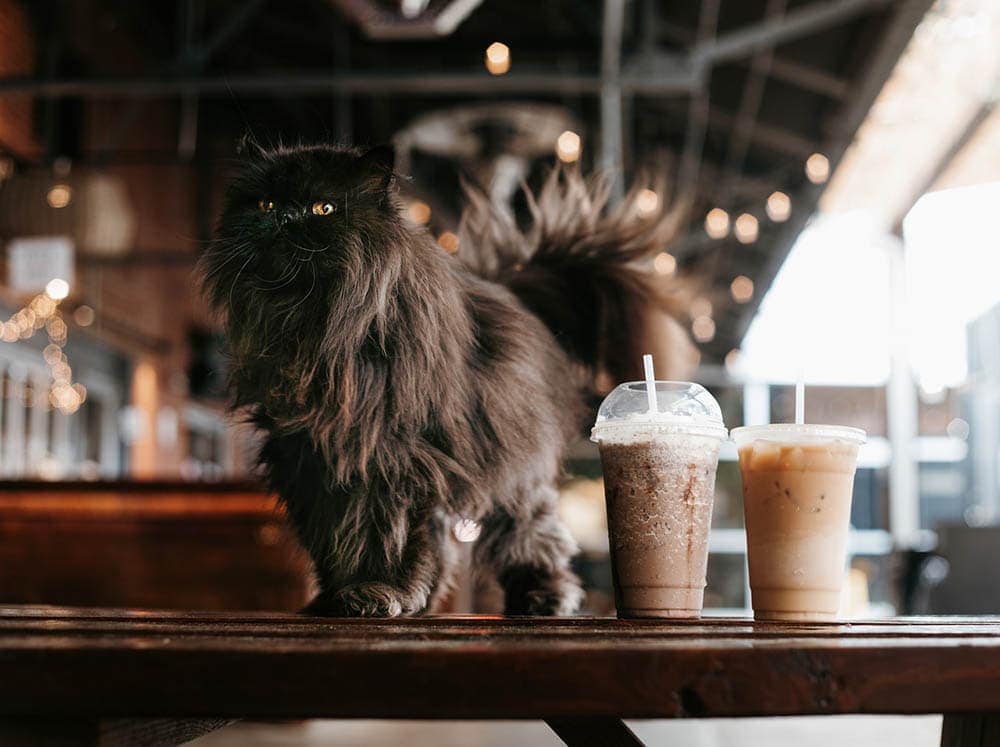black persian cat and iced drinks