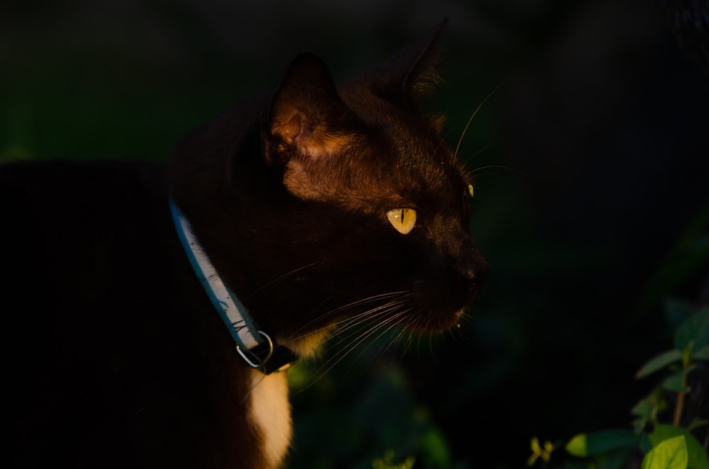 black sam sawet cat
