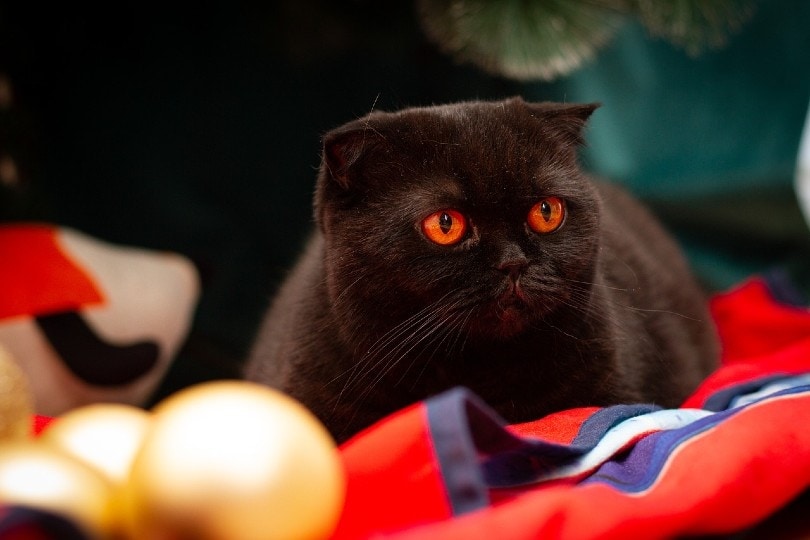 black scottish fold