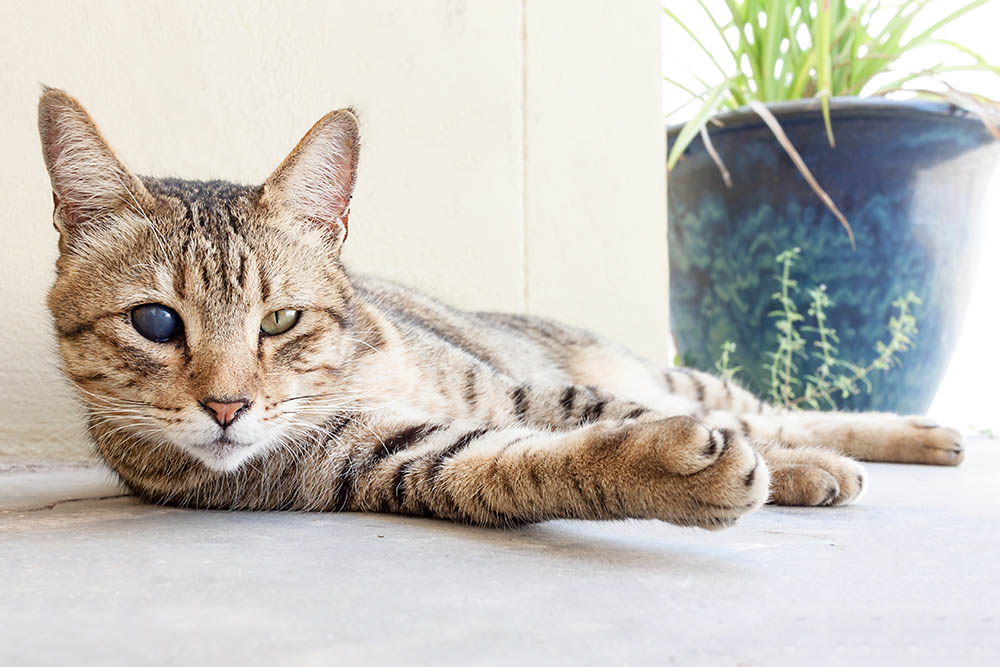 blind cat