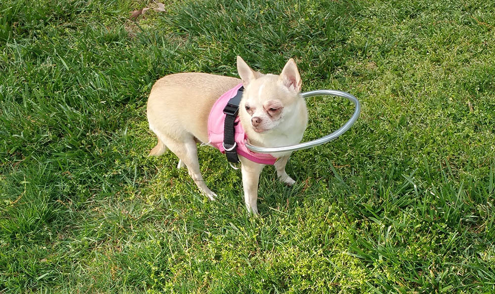 Blind chihuahua with bumper