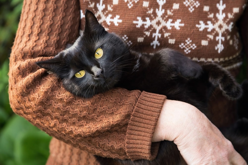 bombay cat cuddling affectionate with owner