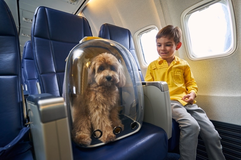 boy sitting with his dog aboard