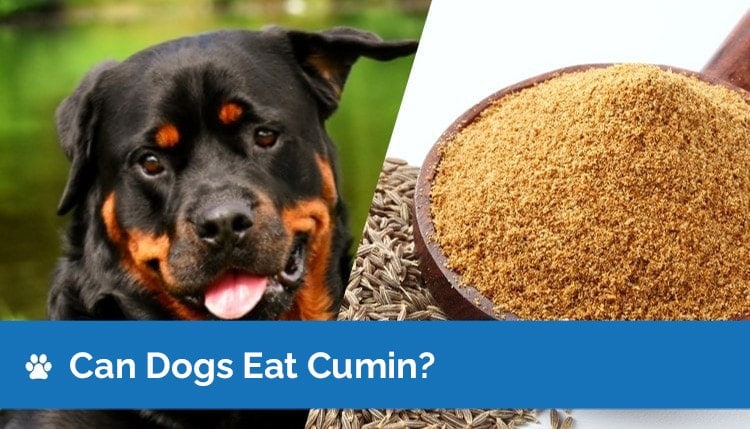 can dogs eat cumin2