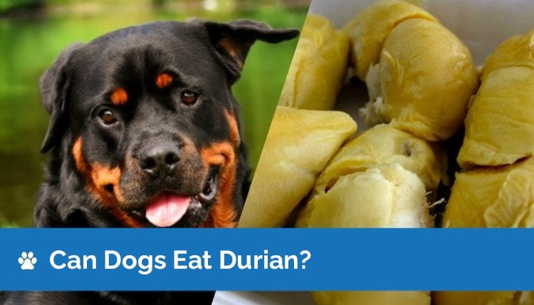can dogs eat durian 2