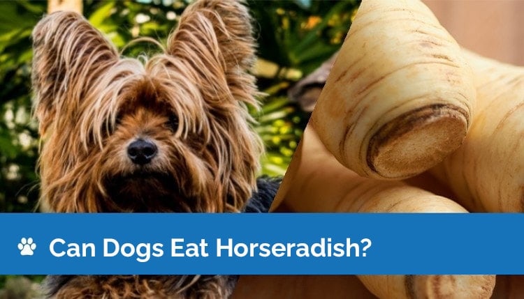 can dogs eat horse radish 2