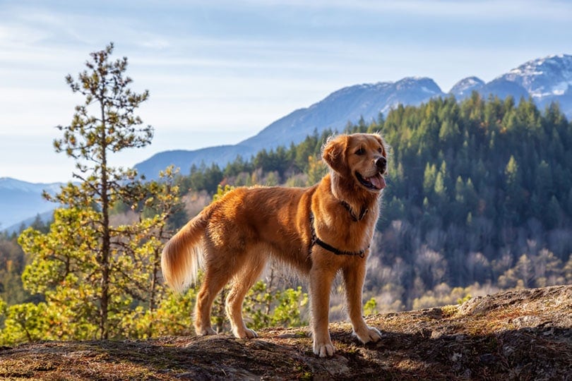 canadian golden retriever standing by the cliff