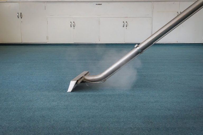 Does Steam Cleaning Kill Fleas? Vet Approved Facts & Tips Hepper