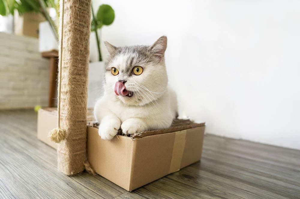 cat and cardboard box