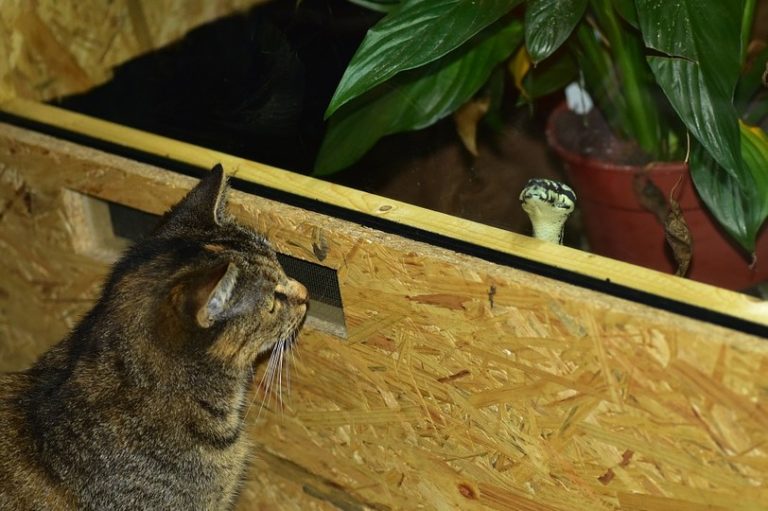 Do Cats Keep Snakes Away? What You Need to Know! Hepper