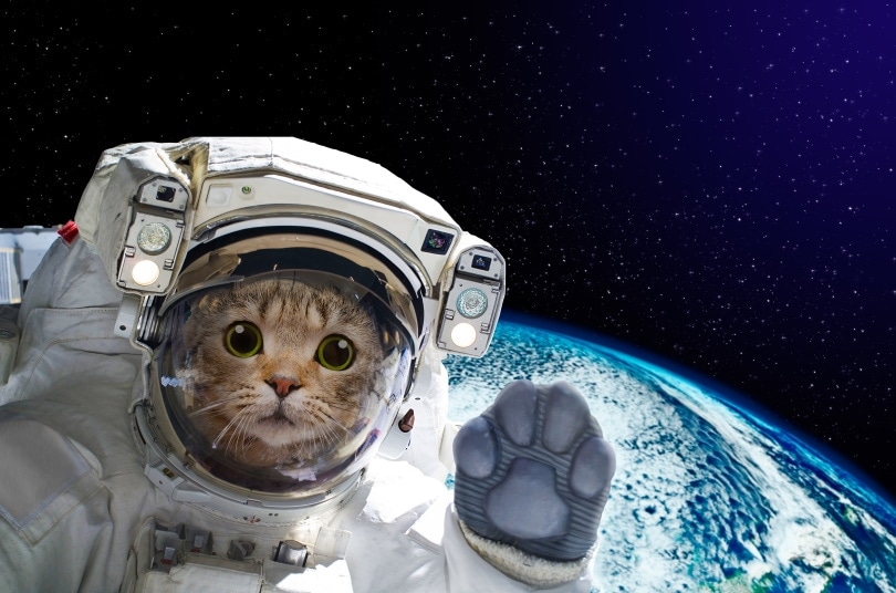 cat astronaut in space background