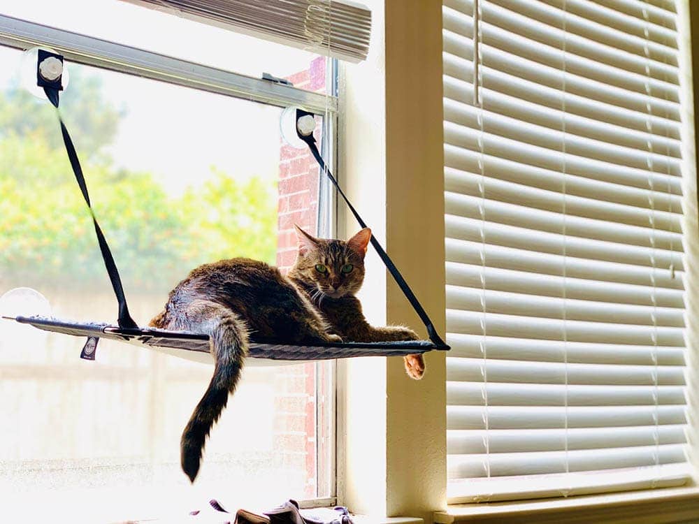 cat chilling on its window perch