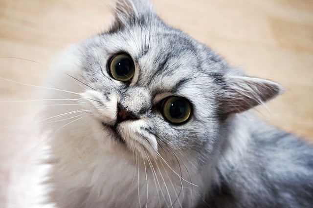 cat dilated pupils