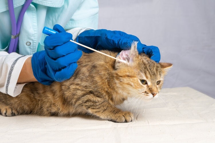 cat ear swab for cytology