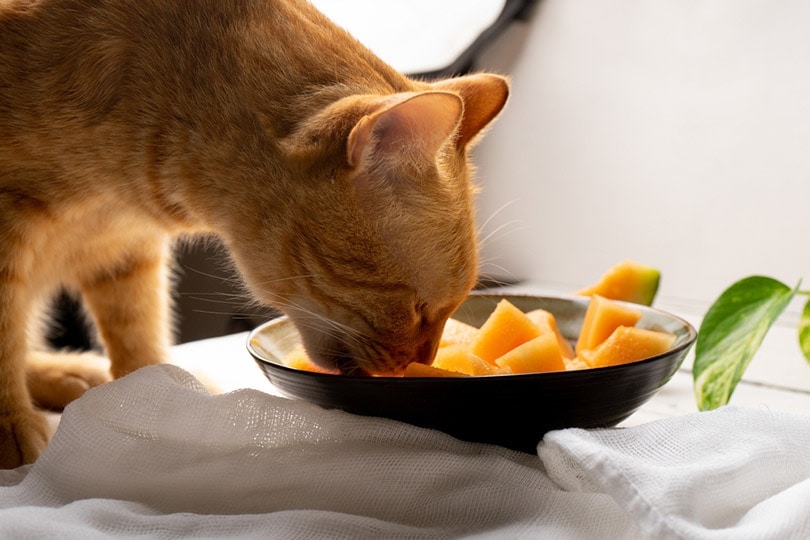 cat eating cantaloupe melon