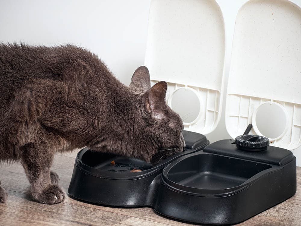 cat-eating-from-an-automatic-feeder