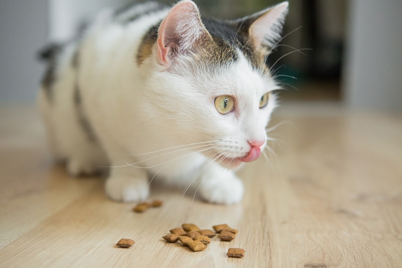 cat eating treats with its tongue sticking out