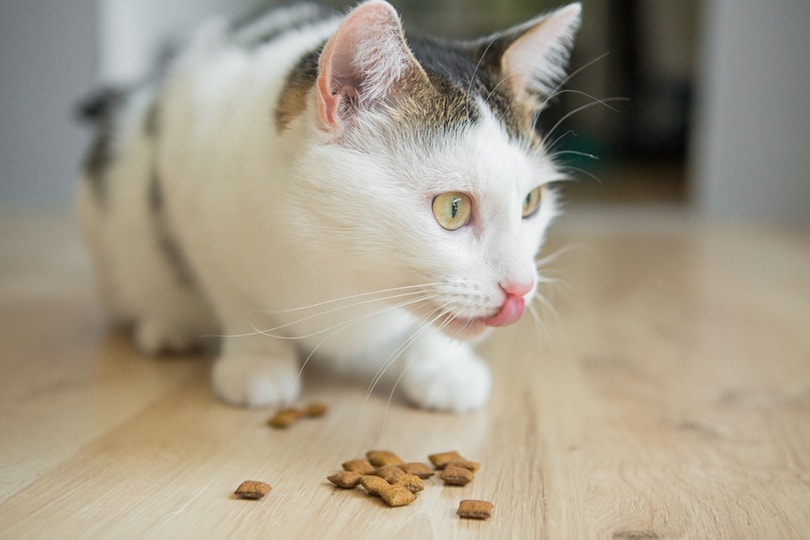 Gato de color blanco y manchas oscuras comiendo pienso del suelo.