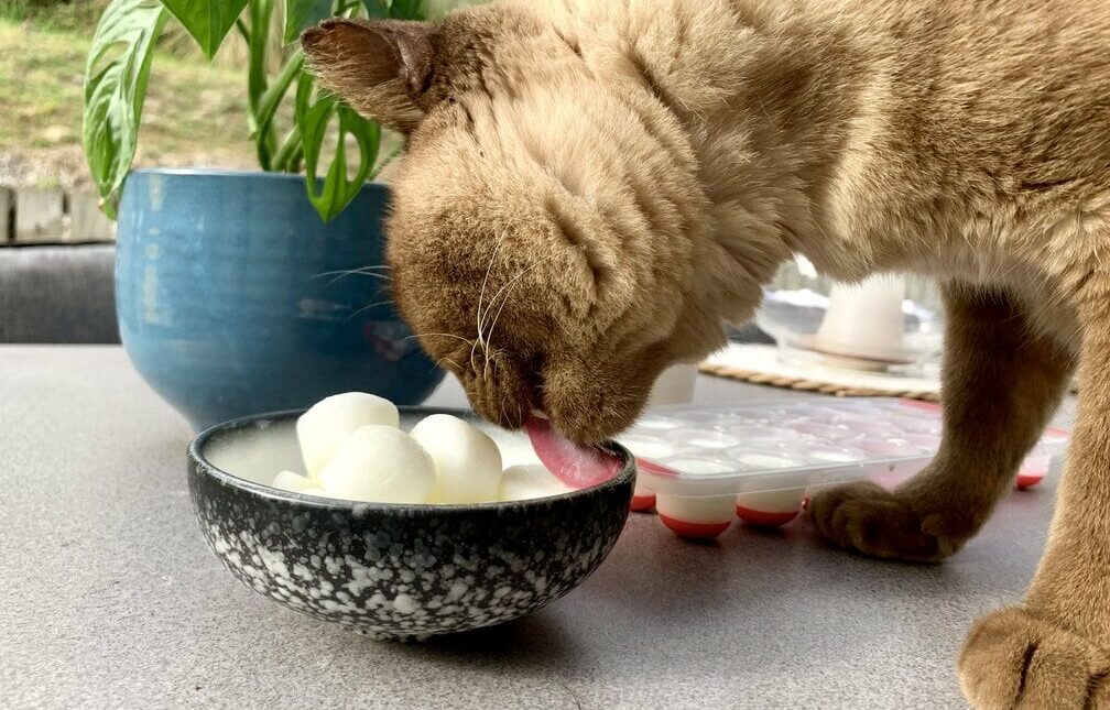 cat enjoying frozen no bake goat milk cat treats