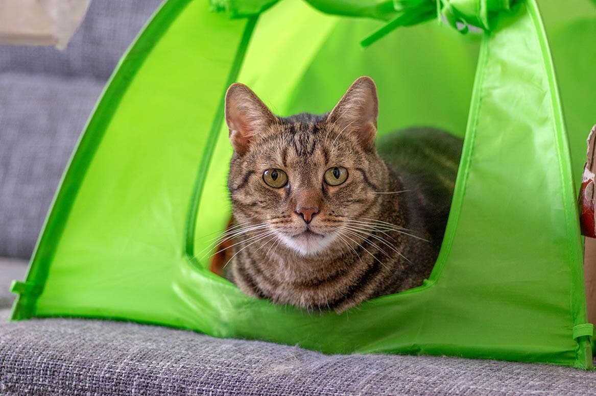 cat in a green tent