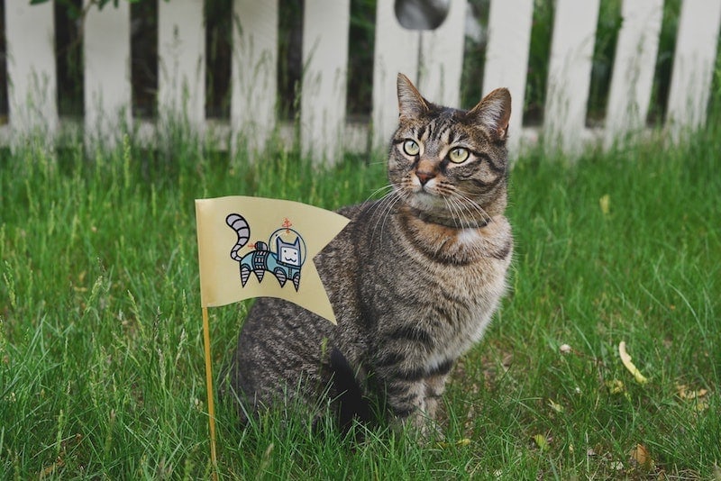 Trucos eficientes para ahuyentar gatos callejeros del jardín