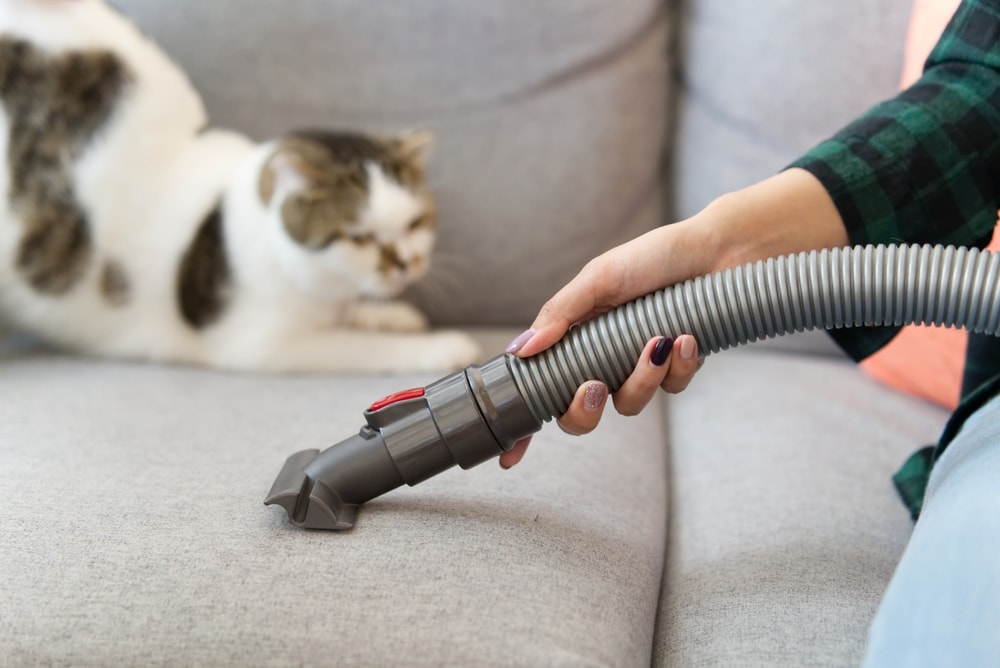 cat is looking at vacuum cleaner of her owner while she is cleaning the sofa