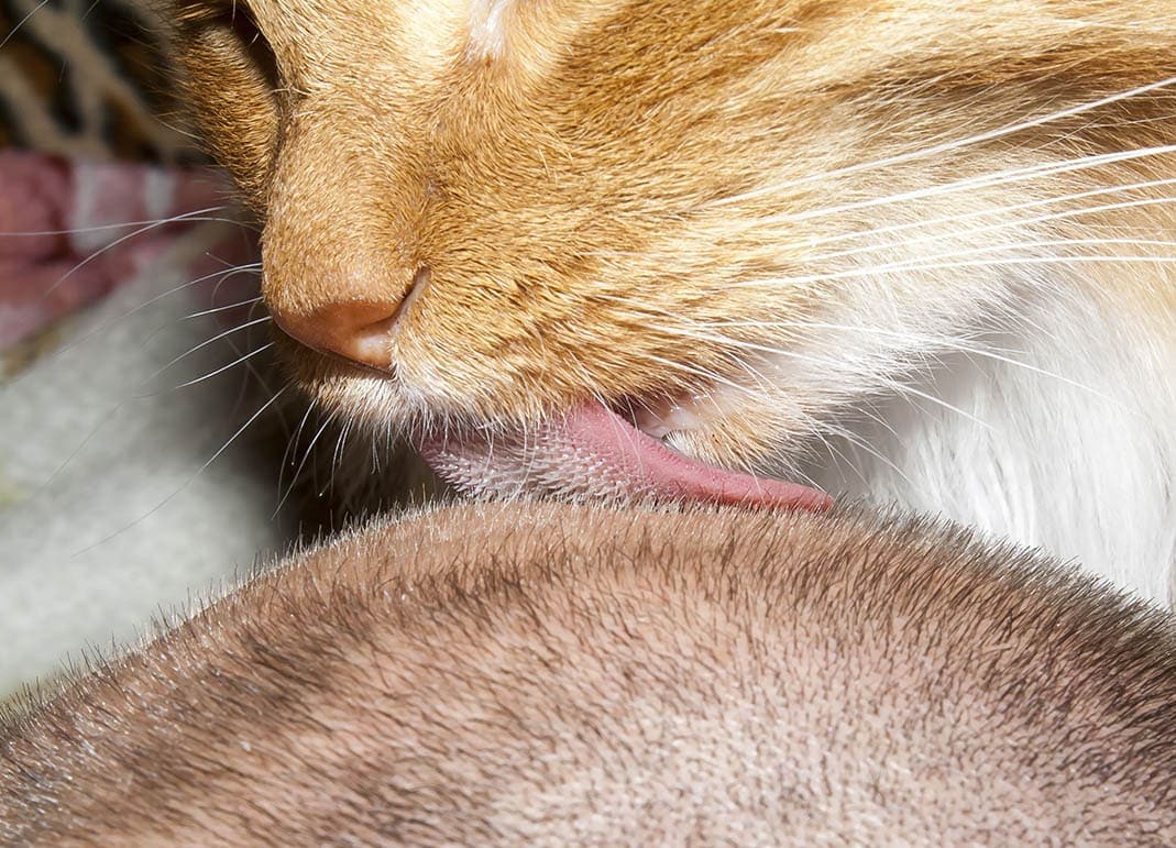 cat licking man's hair