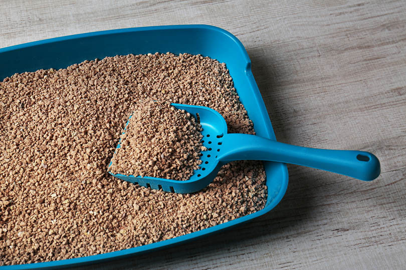 Does Cat Litter Keep Mice Away What You Need To Know Hepper